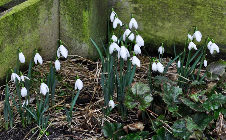 Snowdrops