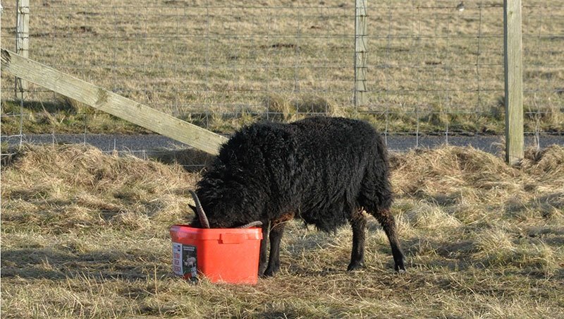 Hebridean sheep