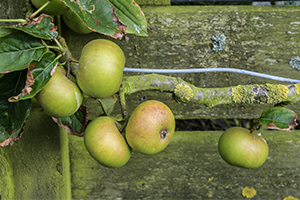Blenheim Orange apples
