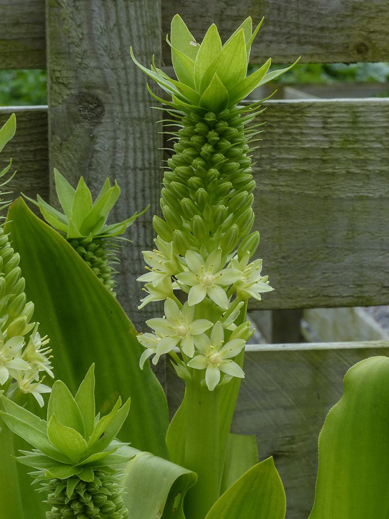 Eucomis pole evansi
