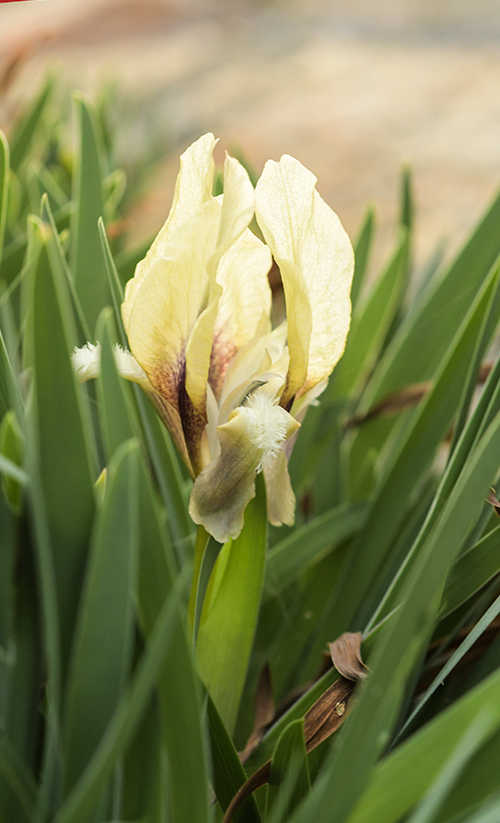 Iris suaveolens-Yellow Form