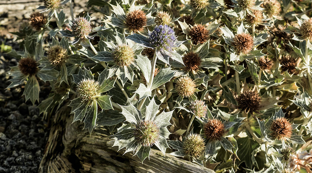 Sea Holly