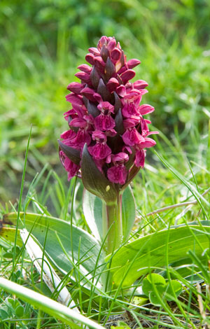 Dactylorhiza-incarnata-coccinea