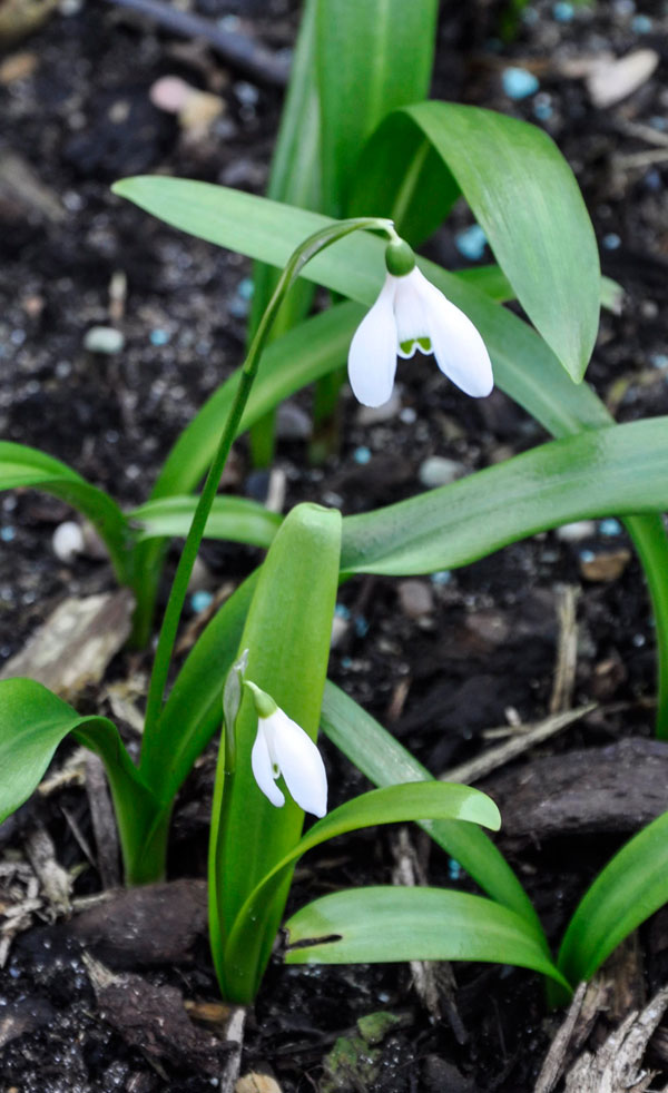 Galanthus-woronowii