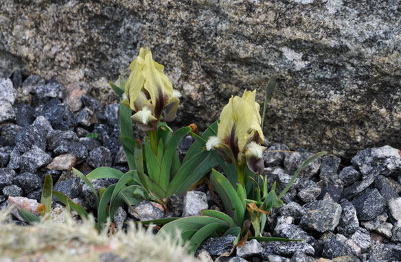 Iris-suaveolens