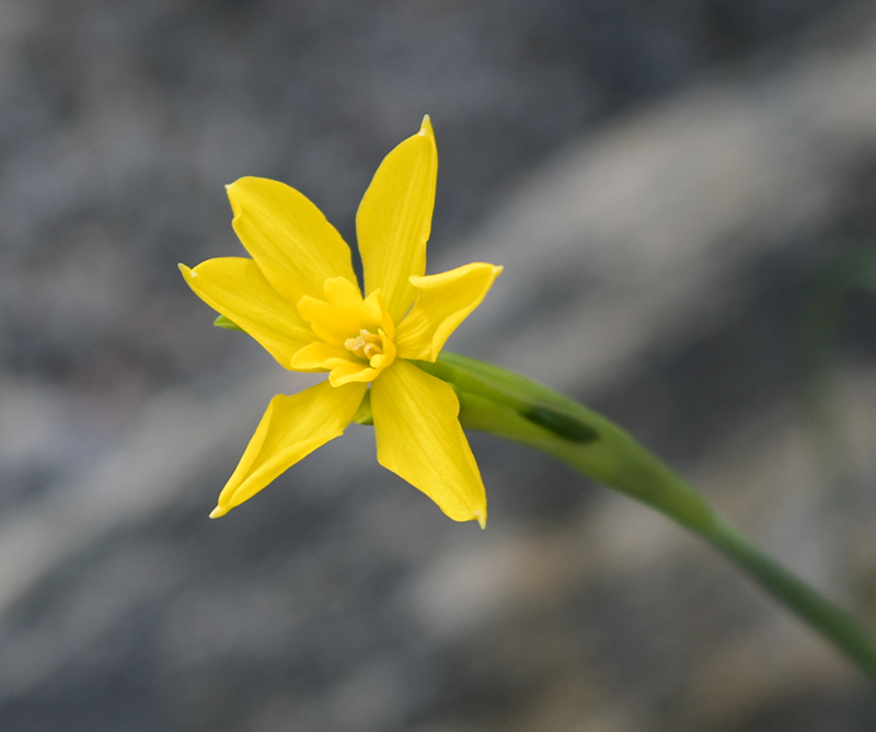 Narcissus cordubensis or Narcissus cerrolazae
